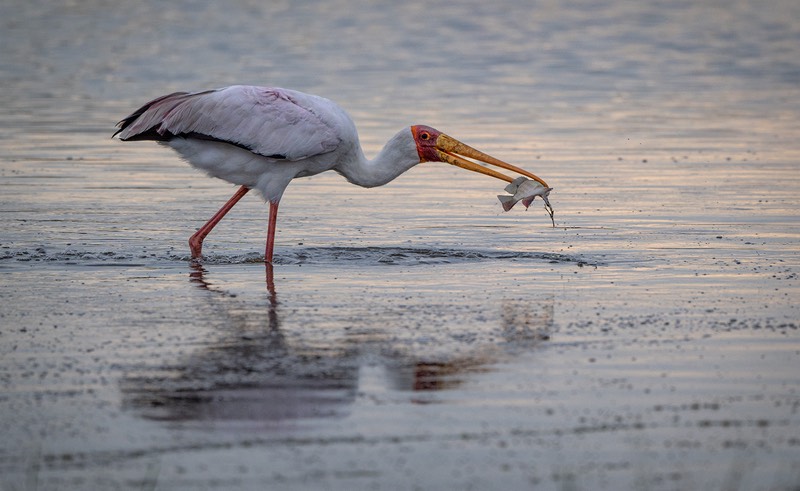 bythom int bots chatebe Dec21 Z9 01139 small