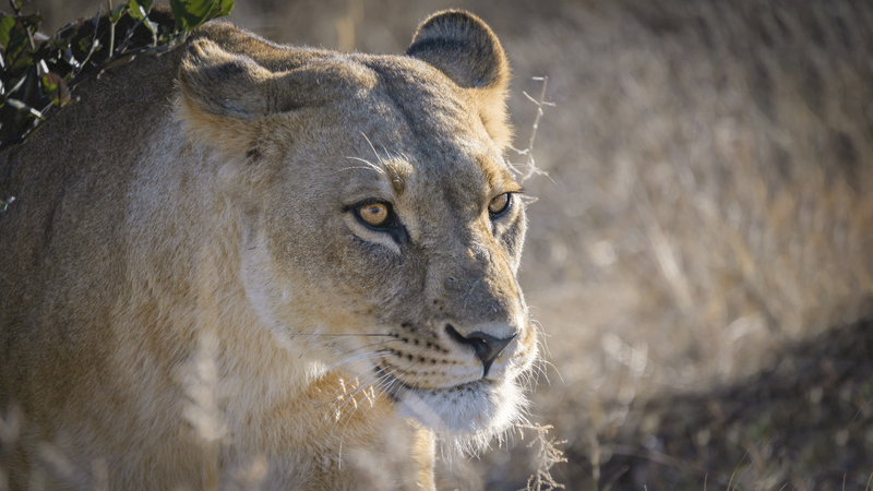 bythom INT BOTS Savuti-2025 z52 5202