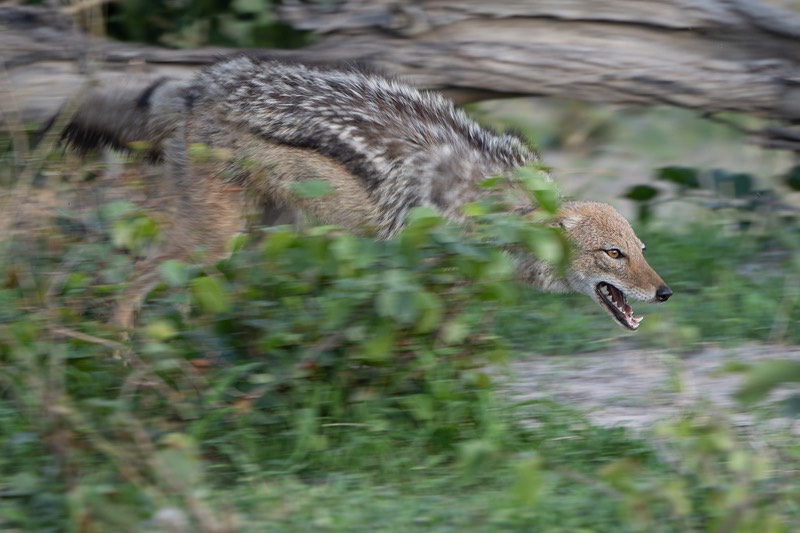 bythom int bots vimbura Dec21 Z9 07123