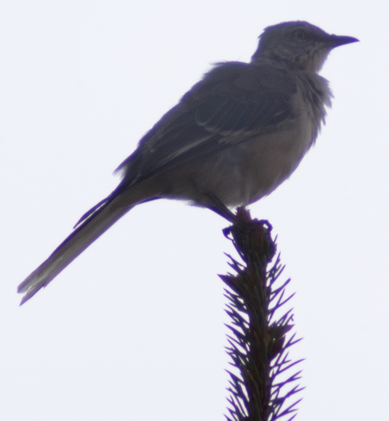 最終値下Opeteka 420-800mm Opteka 420-800mm f/8.3 HD Telephoto Zoom Lens