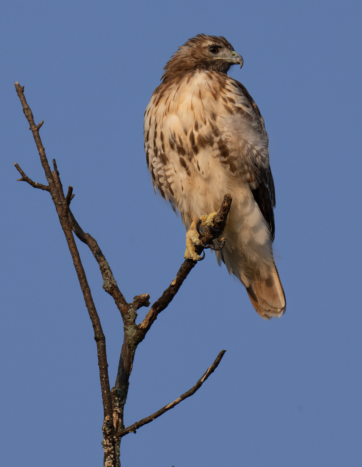 Nikon 800mm f/6.3 PF VR S Lens Review | Thom Hogan