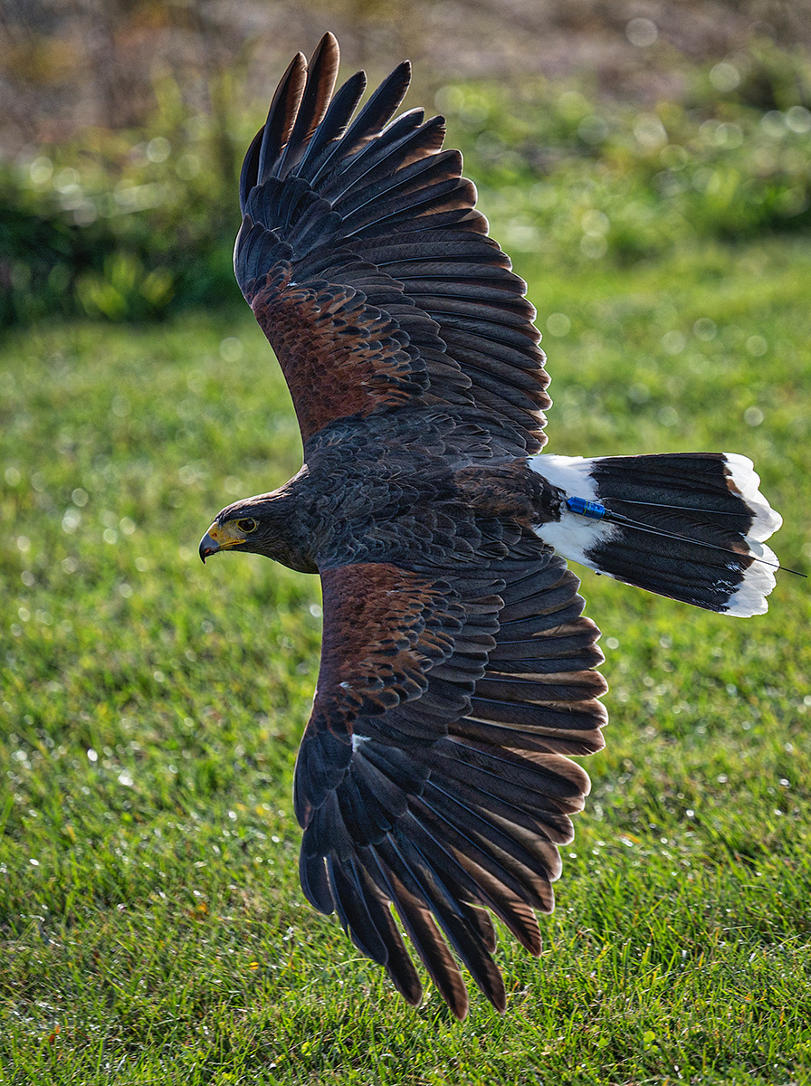 Nikon 70-200mm f/2.8 S Lens Review | Thom Hogan